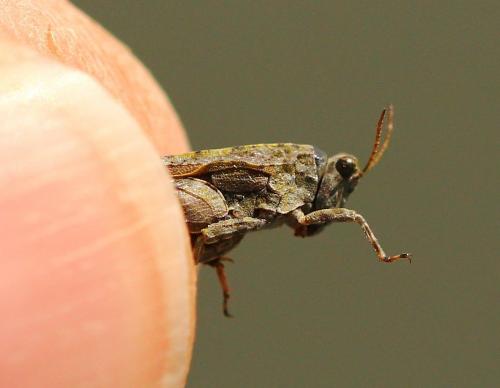 Tetrix ceperoi ceperoi